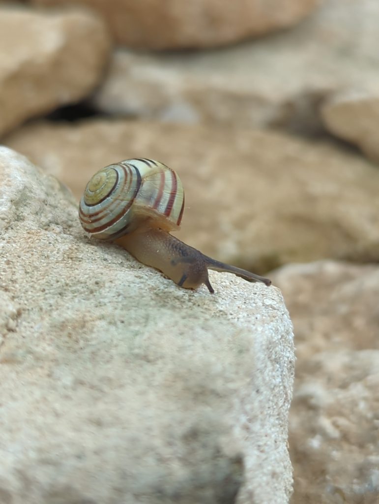 Notes From the Wall #1 dry stone wall habitat wildlife nature stroud 15