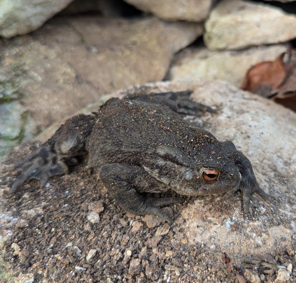 dry stone wall habitat wildlife nature stroud 1