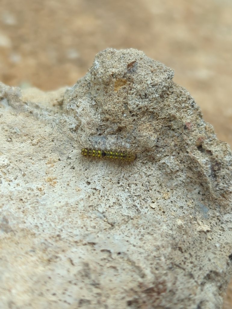 Notes From the Wall #1 dry stone wall habitat wildlife nature stroud 10