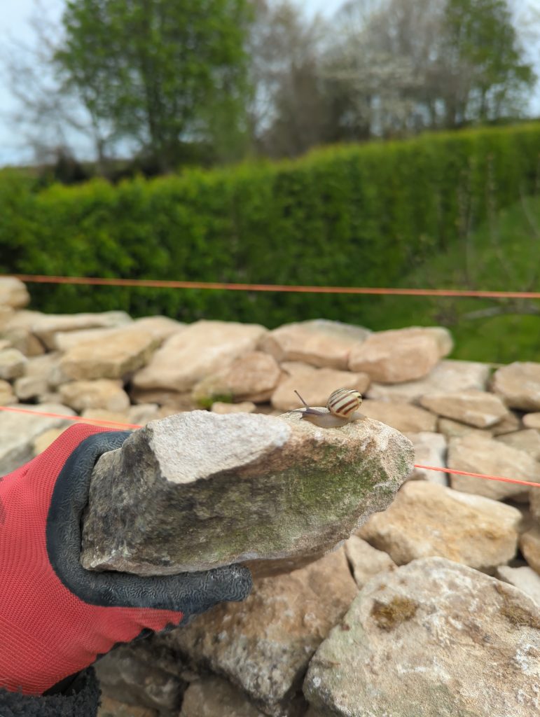 Notes From the Wall #1 dry stone wall habitat wildlife nature stroud 12