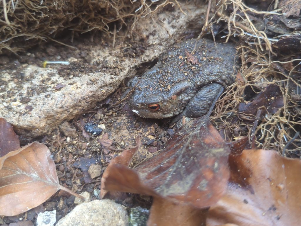 Notes From the Wall #1 dry stone wall habitat wildlife nature stroud 2