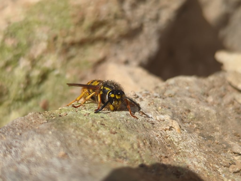 Notes From the Wall #1 dry stone wall habitat wildlife nature stroud 4