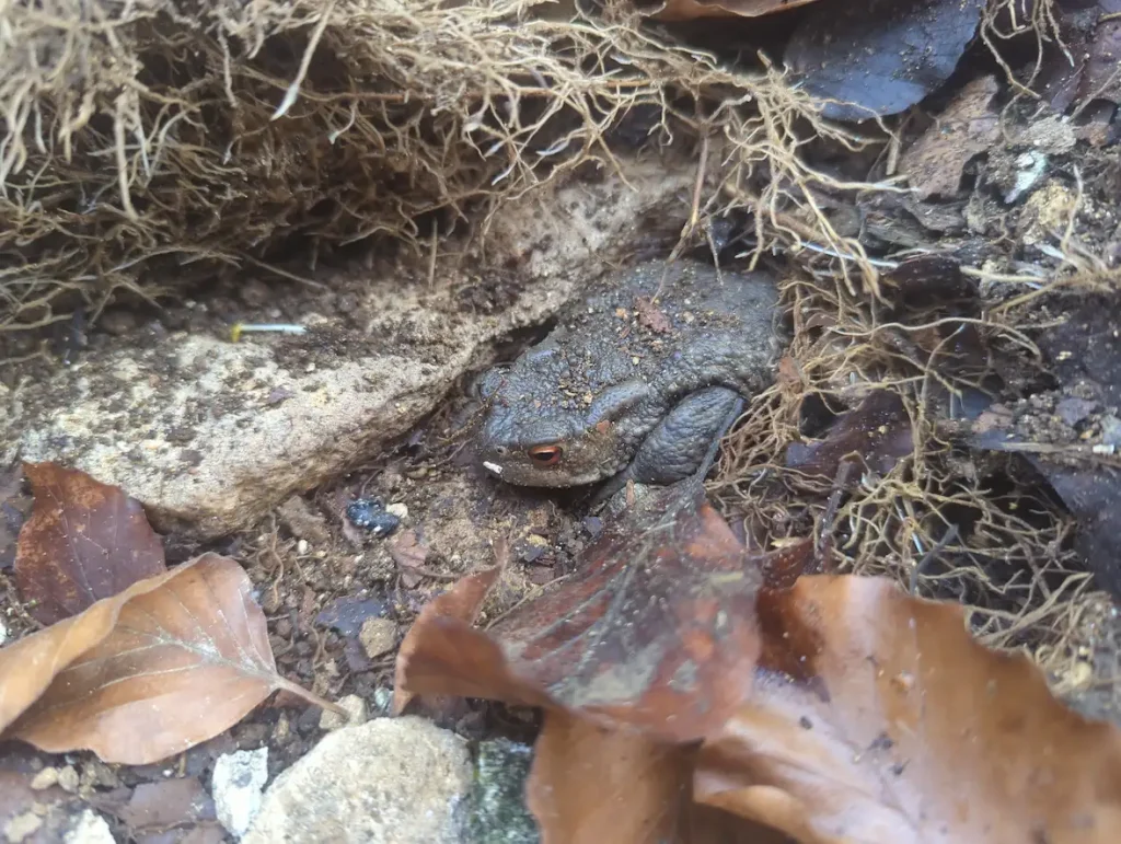toad living in a dry stone wall habitat wildlife nature stroud