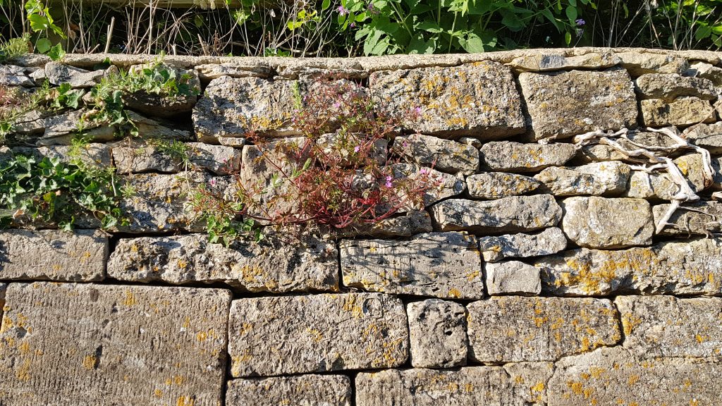 plants lichens and mosses on a dry stone wall in stroud, gloucestershire, cotswolds