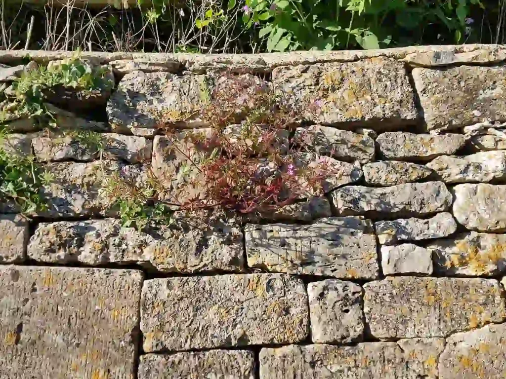 an array of plants lichens and mosses growing on a dry stone wall in stroud, gloucestershire, cotswolds