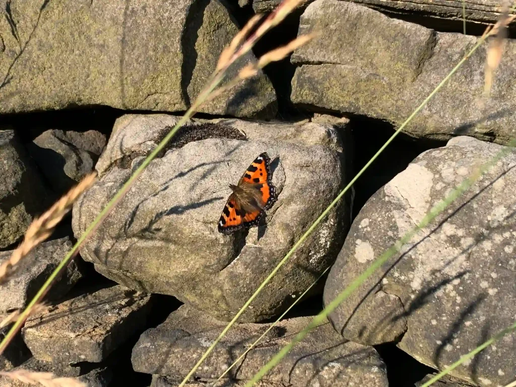 small tortoise shell basking in the sun on a dry stone wall sunbathing and opening its wings in stroud, gloucestersire and the cotswolds
